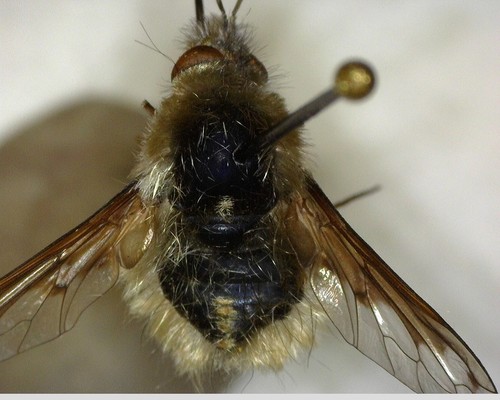 iNaturalist observation photo of Bombyliini