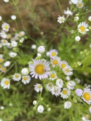 Erigeron annuus