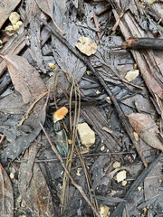 Euastacus australasiensis