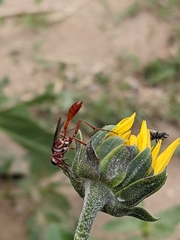 Ammophila ferruginosa