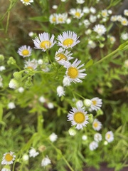 Erigeron annuus