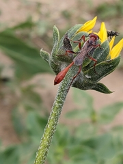 Ammophila ferruginosa