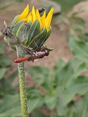 Ammophila ferruginosa