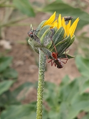 Ammophila ferruginosa