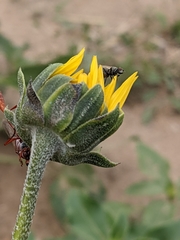 Ammophila ferruginosa