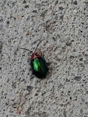 Kuschelina gibbitarsa