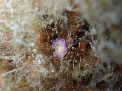 Prostheceraeus roseus