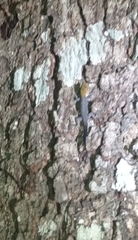 Gonatodes albogularis