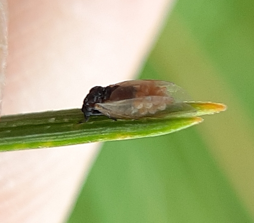 pine leaf adelgid