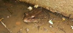 Leptodactylus insularum