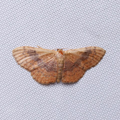 Leptostales ferruminaria