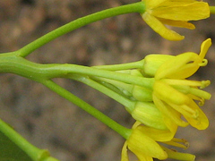 Rorippa fluviatilis image