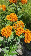 Asclepias tuberosa interior