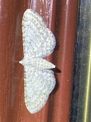 Eupithecia cretaceata