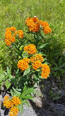Asclepias tuberosa interior