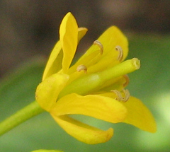 Rorippa fluviatilis image