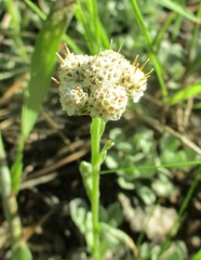Antennaria parvifolia