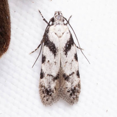 Pseudotelphusa palliderosacella
