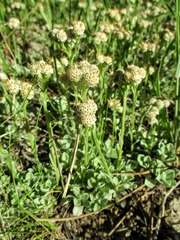 Antennaria parvifolia