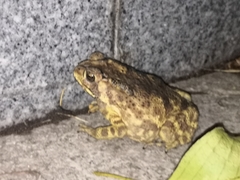 Duttaphrynus melanostictus