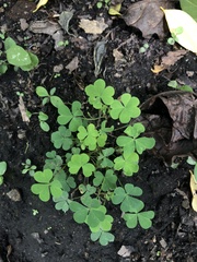 Oxalis grandis
