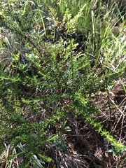Hypericum brachyphyllum