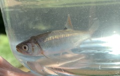 Lythrurus fasciolaris