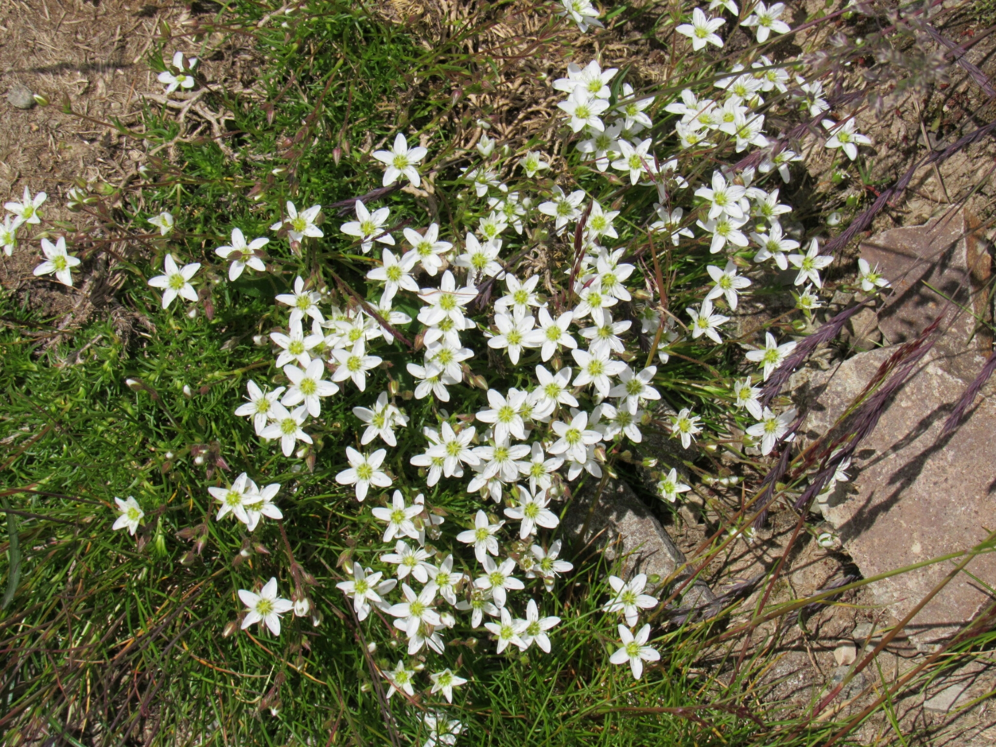 Minuartia