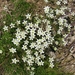 Sandwort - Photo (c) massimot, some rights reserved (CC BY-NC), uploaded by massimot
