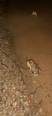 Rhinella humboldti