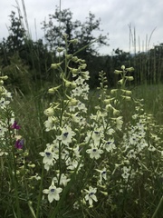 Delphinium leucophaeum