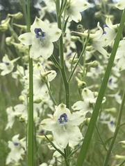 Delphinium leucophaeum