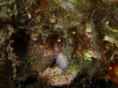 Prostheceraeus roseus