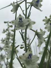 Delphinium leucophaeum