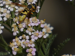 Euodynerus hidalgo viereckii