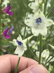 Delphinium leucophaeum