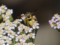 Euodynerus hidalgo viereckii
