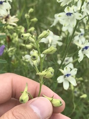 Delphinium leucophaeum