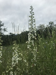 Delphinium leucophaeum