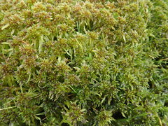 Sphagnum falcatulum