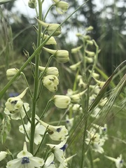Delphinium leucophaeum
