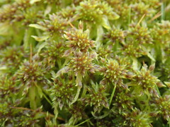 Sphagnum falcatulum