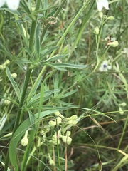 Delphinium leucophaeum