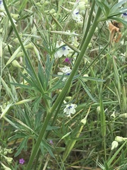 Delphinium leucophaeum
