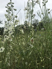 Delphinium leucophaeum