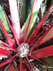 Bromelia karatas