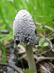 Coprinopsis nivea