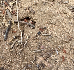 Pogonomyrmex subnitidus