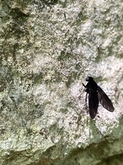 Chrysopilus velutinus