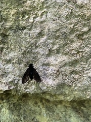 Chrysopilus velutinus